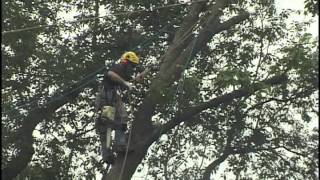 large leaning ash Tree removal Haverford PA 19041 [upl. by Nonie]