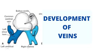 Development of Veins Associated With Heart Part 1 [upl. by Heddie]