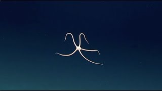 Rare video of Brittle Star swimming in deep ocean [upl. by Yarased]