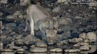 YouTube Okaukuejo Resort Wildlife Waterhole Live camera stream nwrnamibia [upl. by Doherty]