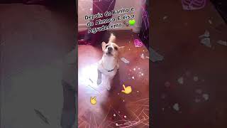 👉🐶 QUERO O MEU JANTAR 🕒 minichef pets viralvideo [upl. by Aehtela632]