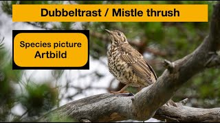 Mistle thrush  Dubbeltrast [upl. by Toomay]