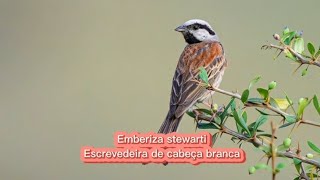 O canto da Escrevedeira de cabeça branca  Emberiza stewarti [upl. by Aidroc]