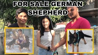 FOR SALE GERMAN SHEPHERD [upl. by Gan]