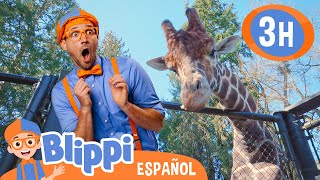 Blippi visita jirafas en el Zoo 🦒 Blippi Español  Videos educativos para niños  Aprende y Juega [upl. by Aicad722]