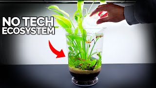 No Tech Ecosystem Vase For Anywhere In Your Home [upl. by Wardle276]