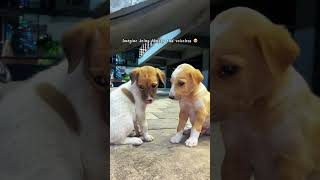 bejuban voiceless doglover love loveforvoiceless animals helpvoiceless motivation youtube [upl. by Mazlack]