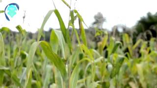 Pesticidas en la agricultura [upl. by Salb]