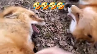 FOXES Laughing like humans 🤣 😂 🤯 Viral foxes [upl. by Aiotal841]