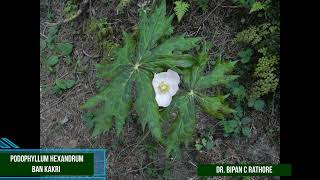 Podophyllum hexandrum Bankakri  Anti Cancerous wonder Plant [upl. by Napier448]