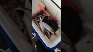 EARLY MORNING GRIND  ITS RAINING SPANISH MACKEREL fishing spanishmackerel viralvideo [upl. by Kcirtapnaes11]