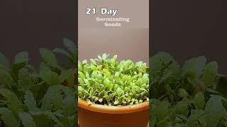 Growing Poppy Plant from Seeds  51 Days Time Lapse Shorts [upl. by Annael]