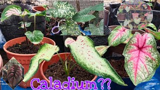 Caladiums in my backyard  New wave [upl. by Celle635]