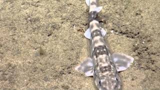 Sharks of the Anegada Seamounts  Nautilus Live [upl. by Auvil]