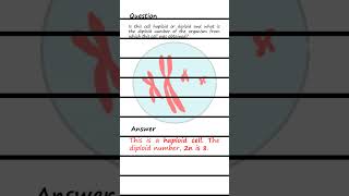 Differentiating Haploid and Diploid cells Q amp A biology genetics [upl. by Acinorej290]