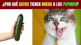 Por qué los GATOS le tienen MIEDO a los PEPINOS😿🥒 [upl. by Zennie]