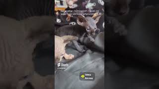 Adorable Sphynx kittens find peace in play time trending shorts kitten sphynx music funny [upl. by Ziom516]