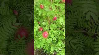 Calliandra Grandifloraplant Grandiflora Calliandra Biflora [upl. by Anaert139]