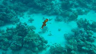 Black Flatworm Swims Close to Diver [upl. by Silecara]