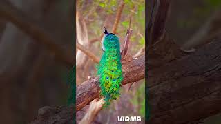 Peacock dance flute music Peacock the national bird [upl. by Zindman]