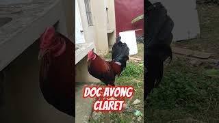 DOC AYONG CLARET [upl. by Auhsohey99]