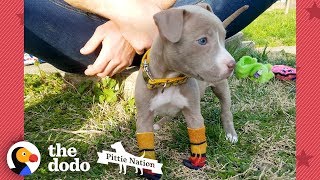 Puppy Found In Duffel Bag Is Pure Joy  The Dodo Pittie Nation [upl. by Nomi467]