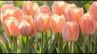 Peaceful classical music to reduce stress stop overthinking  Tulip Blooms 🌷 [upl. by Dowdell]