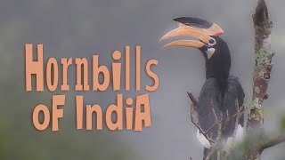 Hornbills of India  Learn about different species of Hornbills found in IndiaFacts  Conservation [upl. by Nali58]