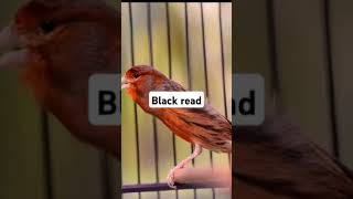 Black Read gacor canary birds birdslover [upl. by Aroon]