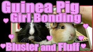 Guinea Pig Girl Bonding  Bluster and Fluff [upl. by Jaye]