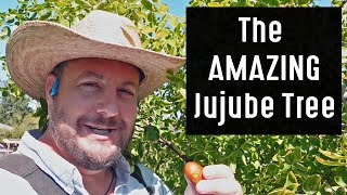 Why Should You Plant A Jujube Tree In Your Garden 7 Year Growth Update [upl. by Namrac113]