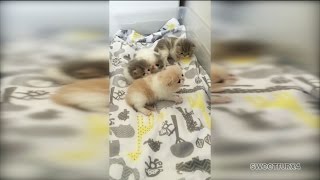 3WeekOld Exotic Shorthair Kittens Roaming with Curiosity [upl. by Rayner]