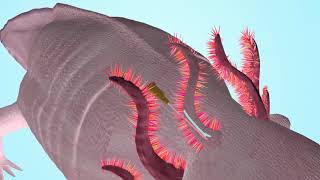 3D Animation Aksolotl Blastema Cure in Scald Burn Model [upl. by Maiah]