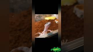 3 motivi per cui dovresti prendere un geco leopardino reptiles gecoperte leopardgecoviralvideo [upl. by Novj]