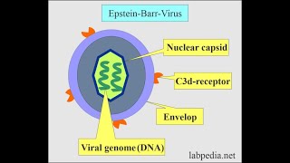 Epstein Barr Virus and Infectious Mononucleosis [upl. by Gardie675]