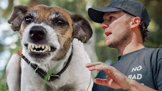 Everything You Need To Know About Dog Reactivity [upl. by Reivad]