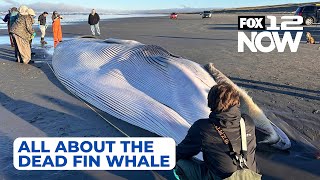 LIVE Checking out the dead fin whale at the Oregon coast Heres what to know [upl. by Nellaf]