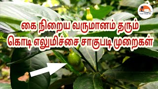 கொடி எலுமிச்சை சாகுபடி முறைகள்  Tamil Village 360  Elumichai Sagupadi In Tamil  Lemon Tree  Agri [upl. by Aerona34]