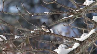 At 30 Seconds in a black capped chickadee showing aggressive behavior towards another bird [upl. by Elizabet]