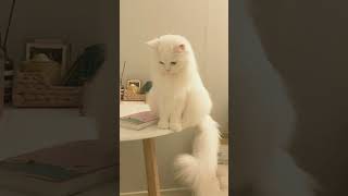 viral video sana plz like comment nice cat cute [upl. by Verene858]