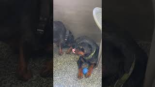 Rottweiler Bubzee Ne Ki Ollie Ke Sath Zabardasti Mating shorts rottweiler dogs youtubeshorts [upl. by Courtnay]