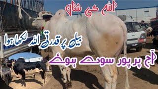 Today mandra mandi 2024 Latest update ll taxila mandi ll Part 3 ll Jamil tv ll [upl. by Capwell992]