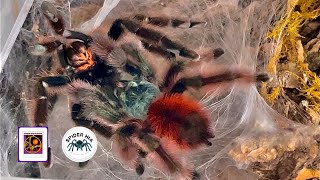 Mating Avicularia versicolor Antilles pinktoe tarantula thử cho Caribena versicolor giao phối [upl. by Levina]