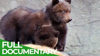 Baby Animals Discovering Their World  Episode 1  Free Documentary Nature [upl. by Tirma854]