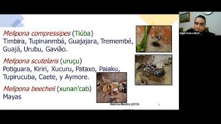 Webinar de Meliponicultura en la Península de Yucatán [upl. by Powe]