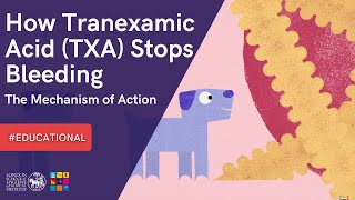 INFORMATIVE 💡 How Tranexamic Acid TXA Stops Bleeding The Mechanism of Action [upl. by Sesiom201]