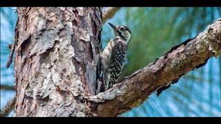 Red Cockaded Woodpecker Calls 2 [upl. by Porcia]