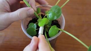 Pilea Peperomioides Pup Pruning ComPILEAtion [upl. by Kean517]