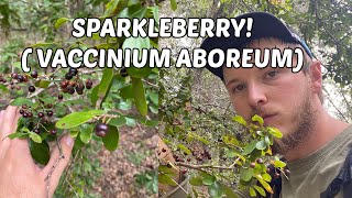 Sparkleberry “Vaccinium Aboreum” [upl. by Darill]