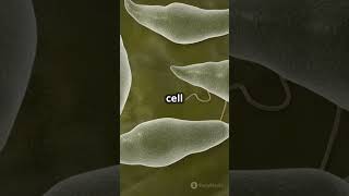 Cilia vs Flagella Cell Movers [upl. by Alton652]